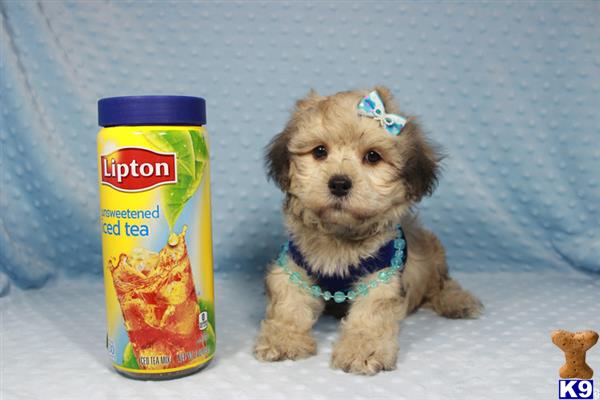lvpuppyheaven Picture 3